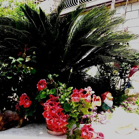 House Jelena Πανσιόν Mlini