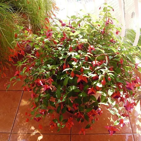 House Jelena Πανσιόν Mlini